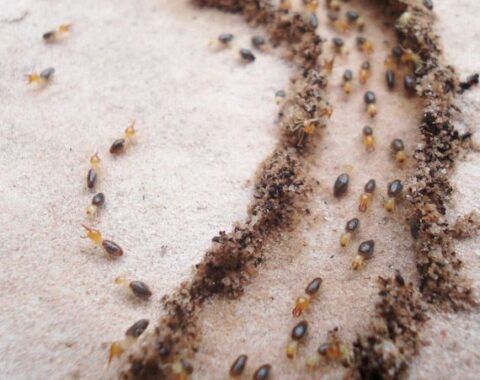 Termites Control