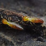Wood Termites Control
