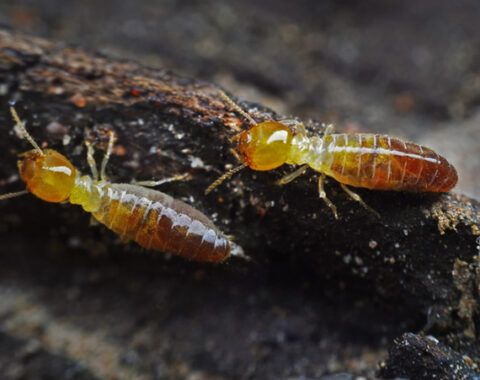 Wood Termites Control